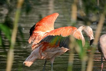 Flamingo in park - Free image #329931